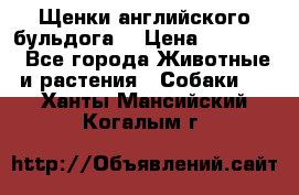 Щенки английского бульдога  › Цена ­ 60 000 - Все города Животные и растения » Собаки   . Ханты-Мансийский,Когалым г.